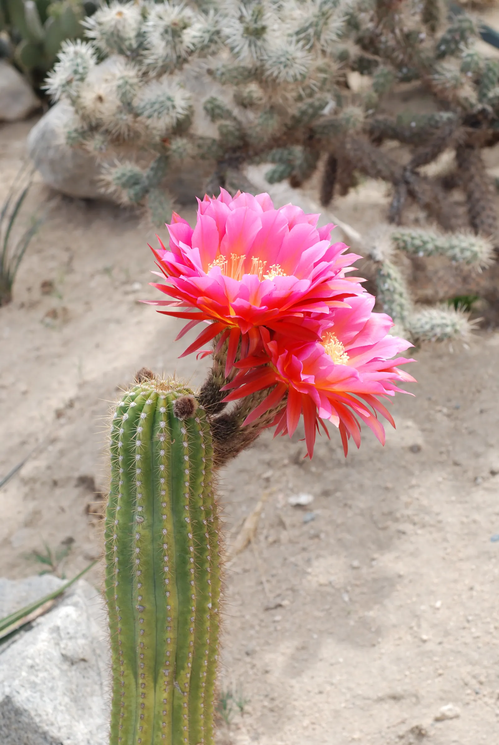 Easter Lily Cactus (Echinopsis Hybrid) — cactus for full or half; bringing a yearly spectacle of floral beauty to the warmer month landscapes, image 84