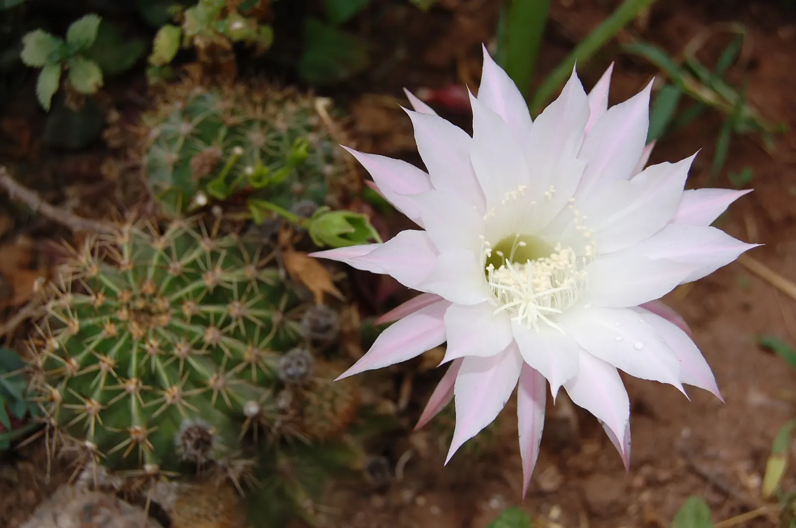 Easter Lily Cactus (Echinopsis Hybrid) — Frequency will depend on the climate, with less water required in cooler or cloudier regions; bringing a, image 76