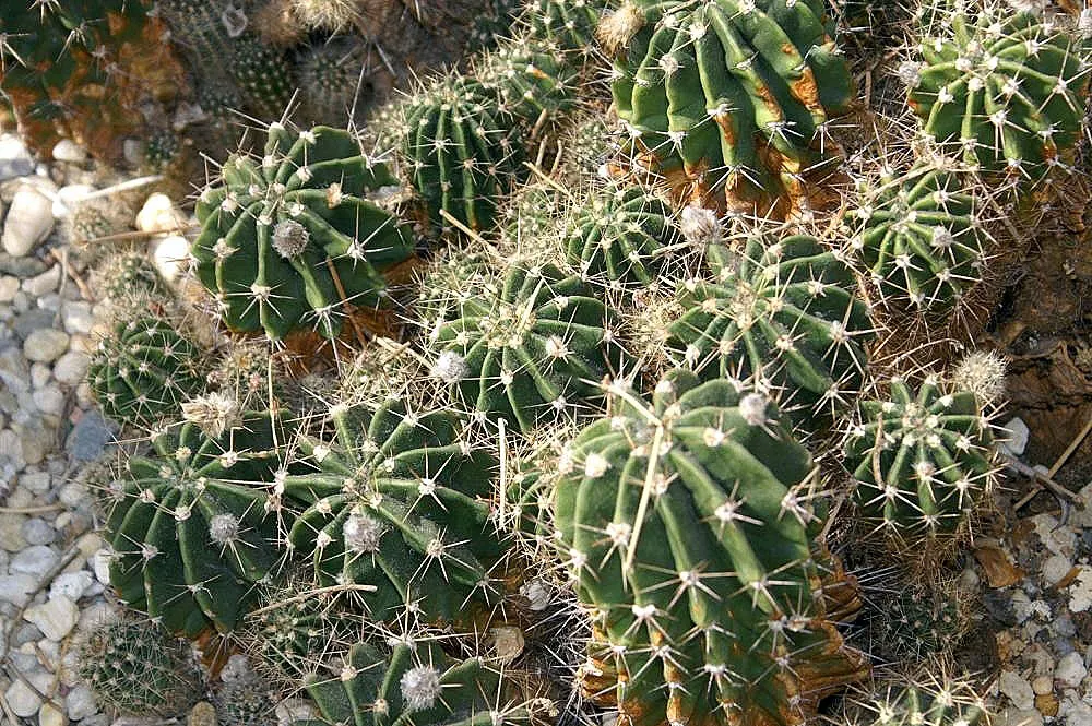 Easter Lily Cactus (Echinopsis Hybrid) — Easter Lily Cacti are generally globular to columnar in shape; these cacti require well-draining soil