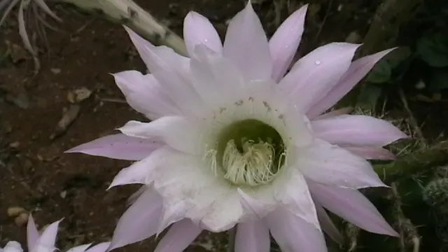 Easter Lily Cactus (Echinopsis Hybrid) — with a width spanning roughly the same; each blossom can reach up to 6 to 8 inches in diameter, image 70