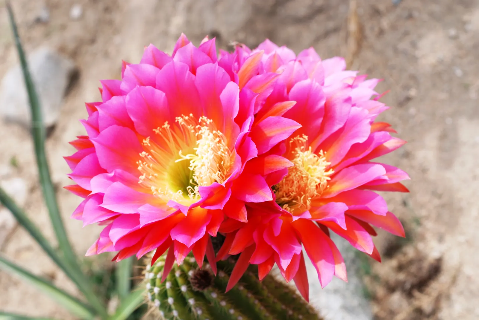 Easter Lily Cactus (Echinopsis Hybrid) — they create stunning visuals with low maintenance needs; they require full sun, minimal water, and thrive, image 61