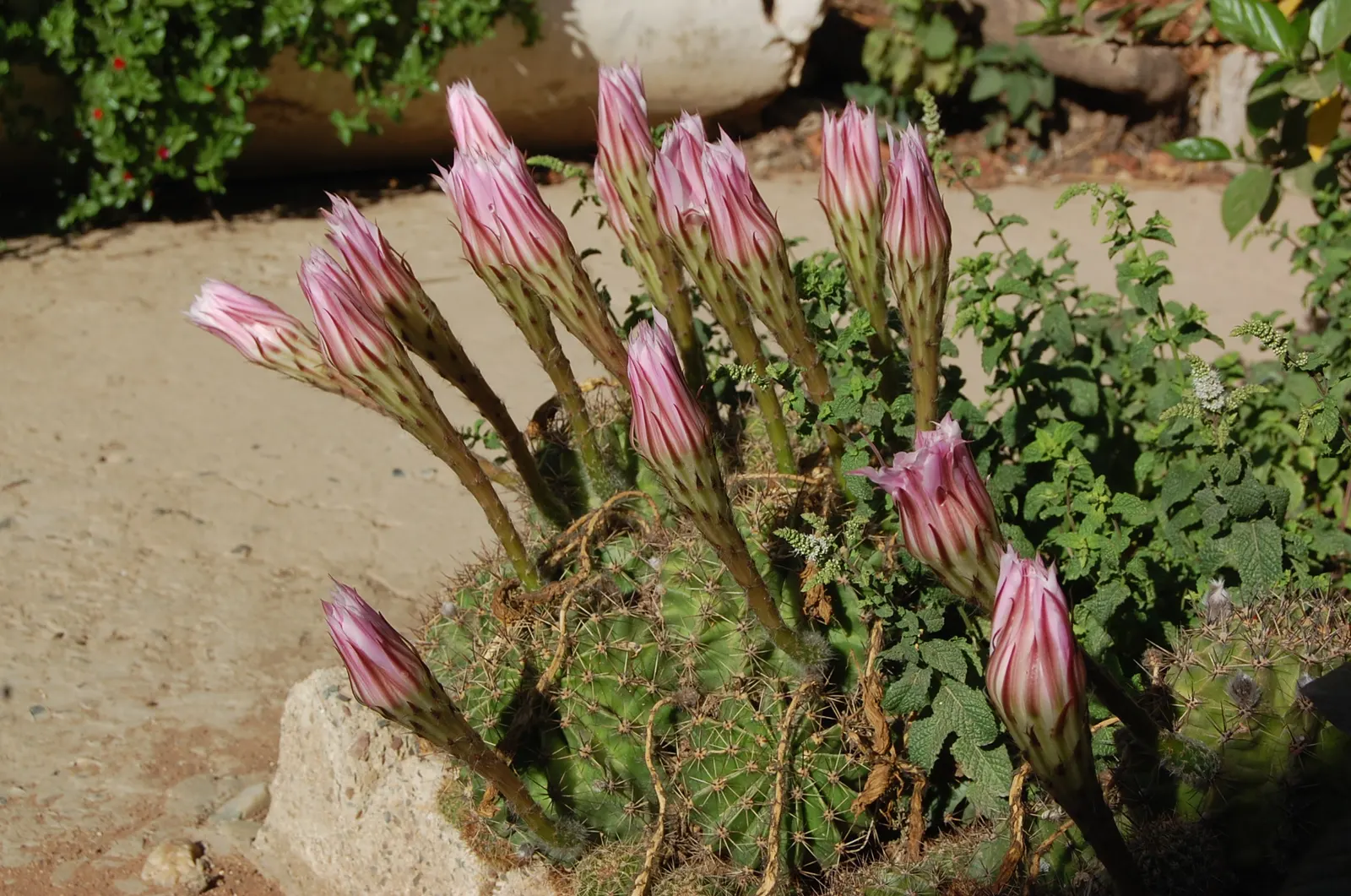 Easter Lily Cactus (Echinopsis Hybrid) — the Easter Lily Cactus offers a spectacular and enduring presence with minimal care; bringing a yearly spectacle of