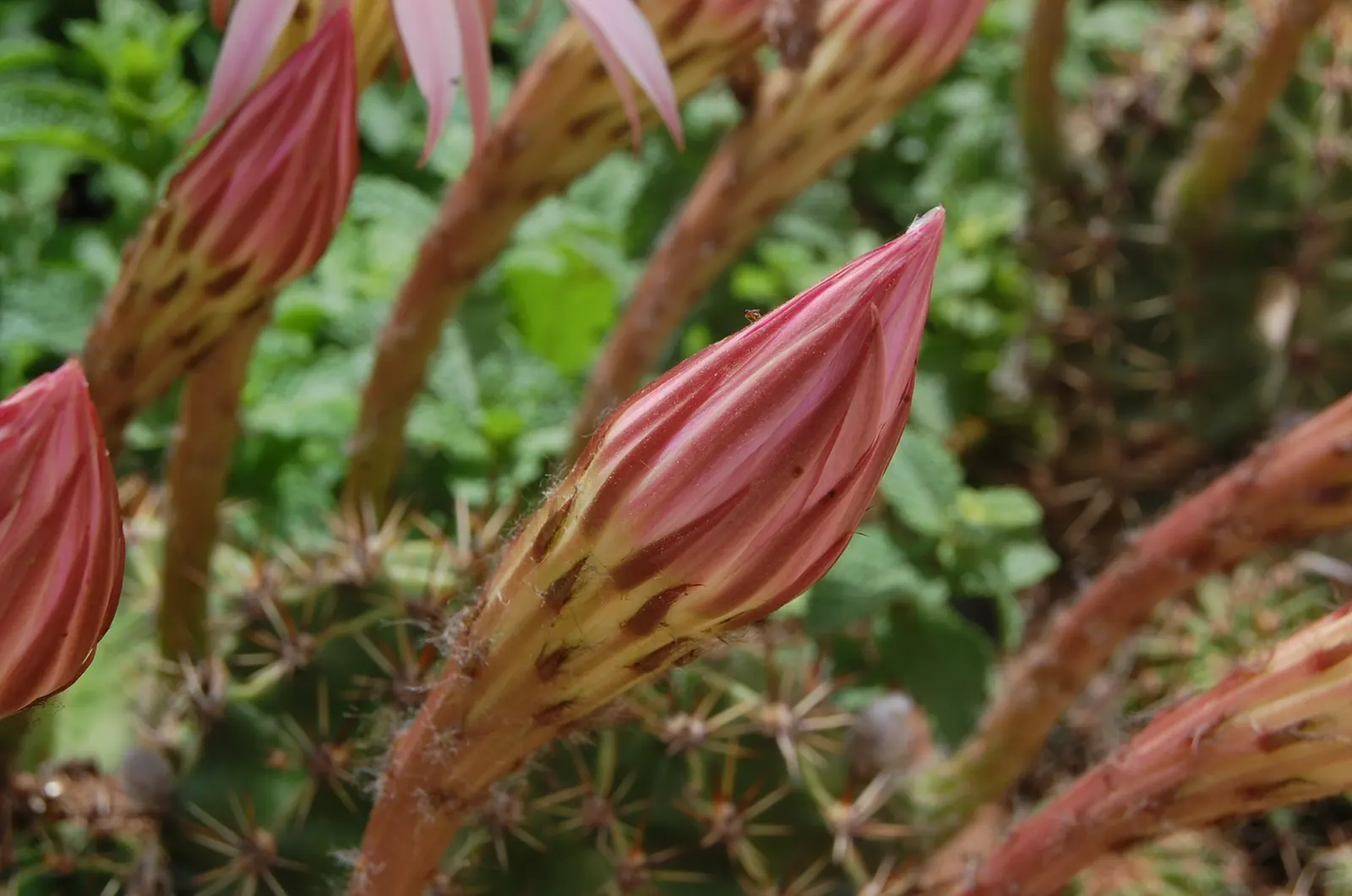 Easter Lily Cactus (Echinopsis Hybrid) — with a width spanning roughly the same