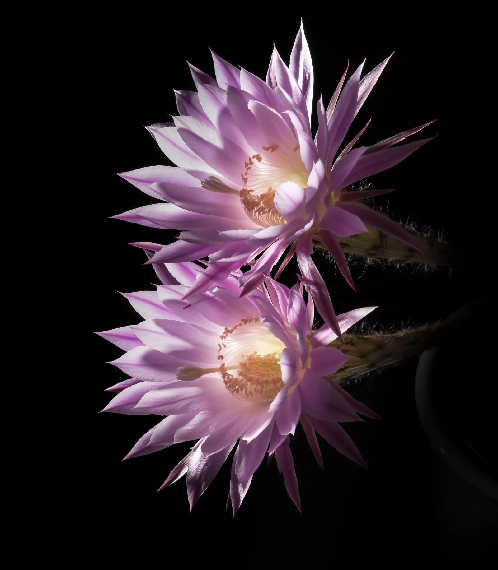 Easter Lily Cactus (Echinopsis Hybrid) — typically during spring or early summer; each blossom can reach up to 6 to 8 inches in diameter