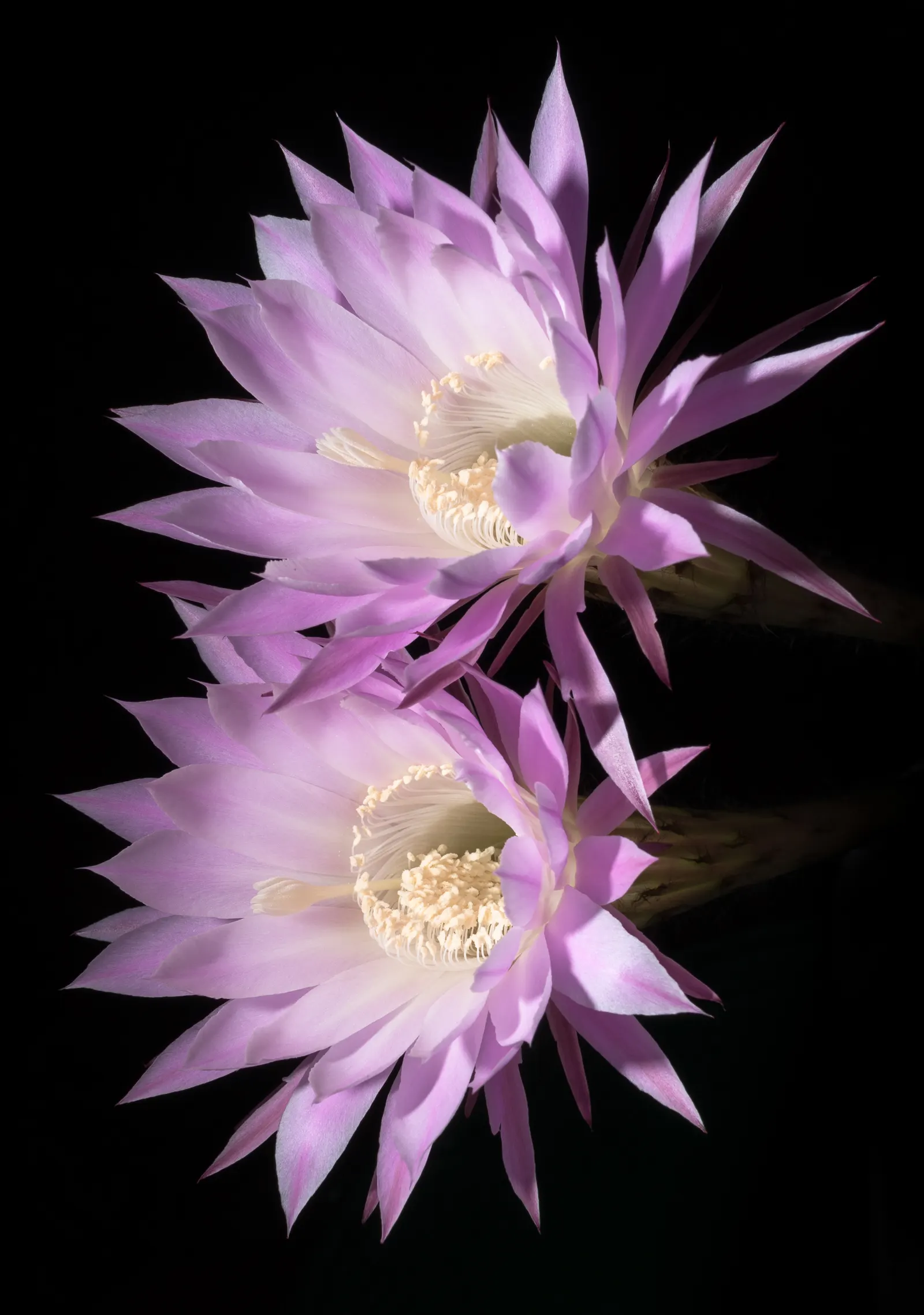 Easter Lily Cactus (Echinopsis Hybrid) — The Easter Lily Cactus is hardy down to around 20&deg;F; they require full sun, minimal water, and thrive in