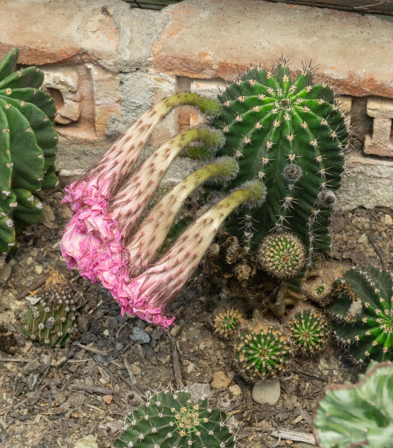 Easter Lily Cactus (Echinopsis Hybrid) — Frequency will depend on the climate, with less water required in cooler or cloudier regions