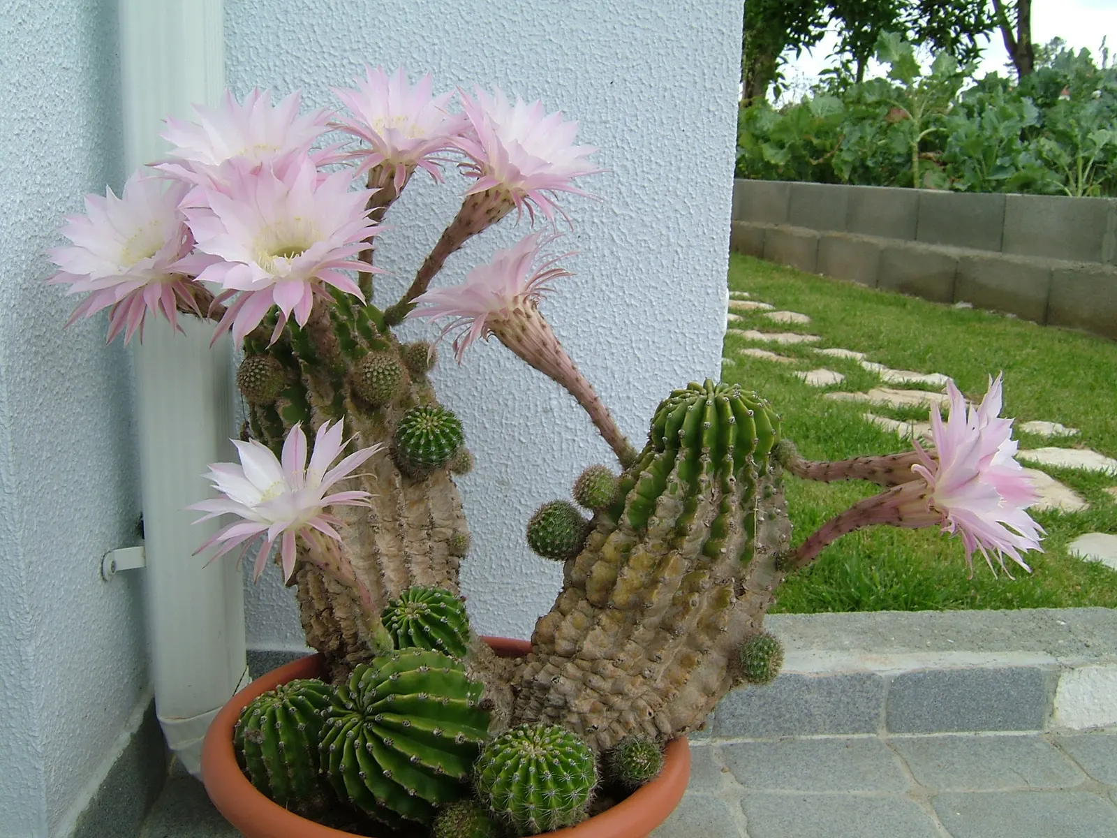 Easter Lily Cactus (Echinopsis Hybrid) — Easter Lily Cacti are generally globular to columnar in shape