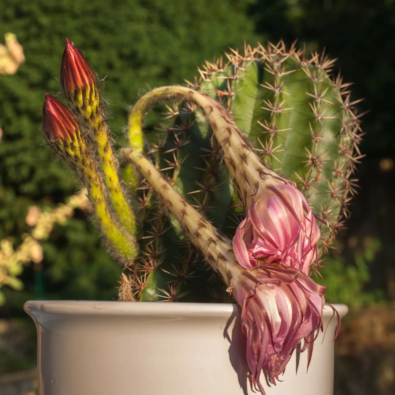 Easter Lily Cactus (Echinopsis Hybrid) — the Easter Lily Cactus offers a spectacular and enduring presence with minimal care