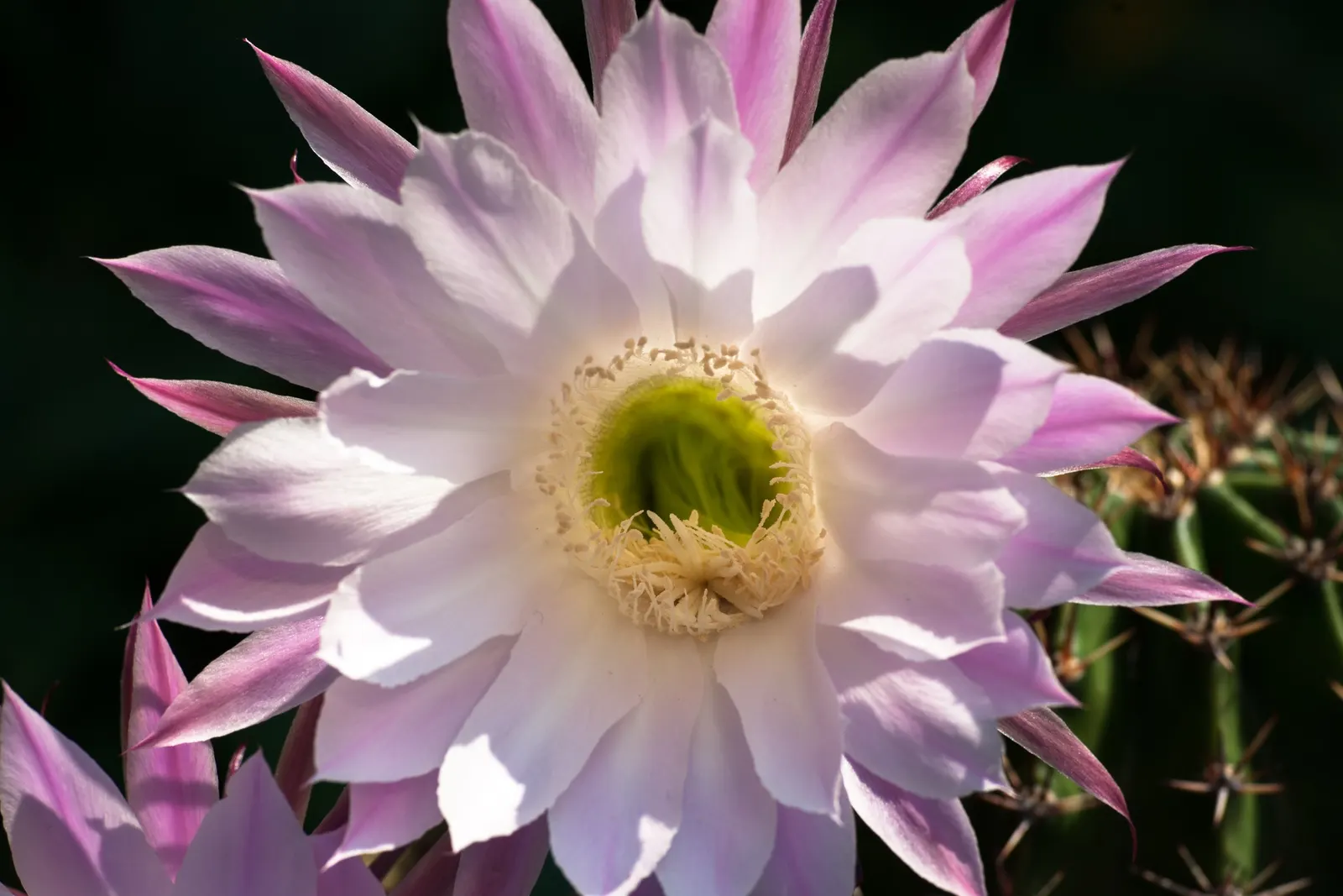 Easter Lily Cactus (Echinopsis Hybrid) — They exhibit a rapid growth rate in optimal conditions