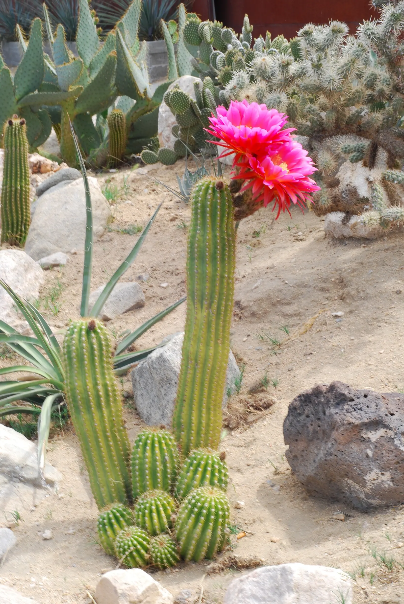 Easter Lily Cactus (Echinopsis Hybrid) — typically during spring or early summer