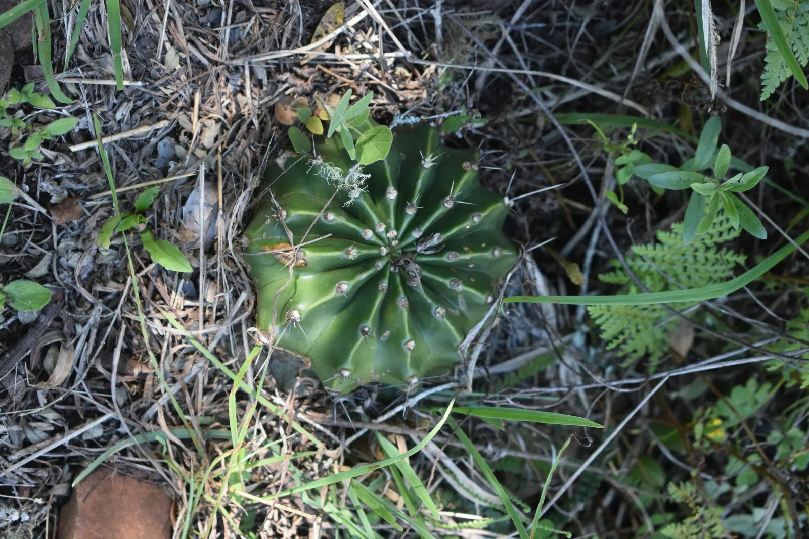 Easter Lily Cactus (Echinopsis Hybrid) — cactus for full or half; bringing a yearly spectacle of floral beauty to the warmer month landscapes