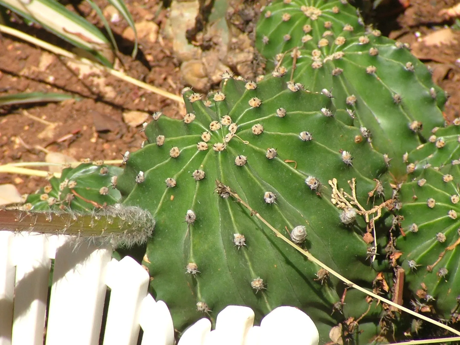 Easter Lily Cactus (Echinopsis Hybrid) — ideal for xeriscaping or rock gardens; each blossom can reach up to 6 to 8 inches in diameter