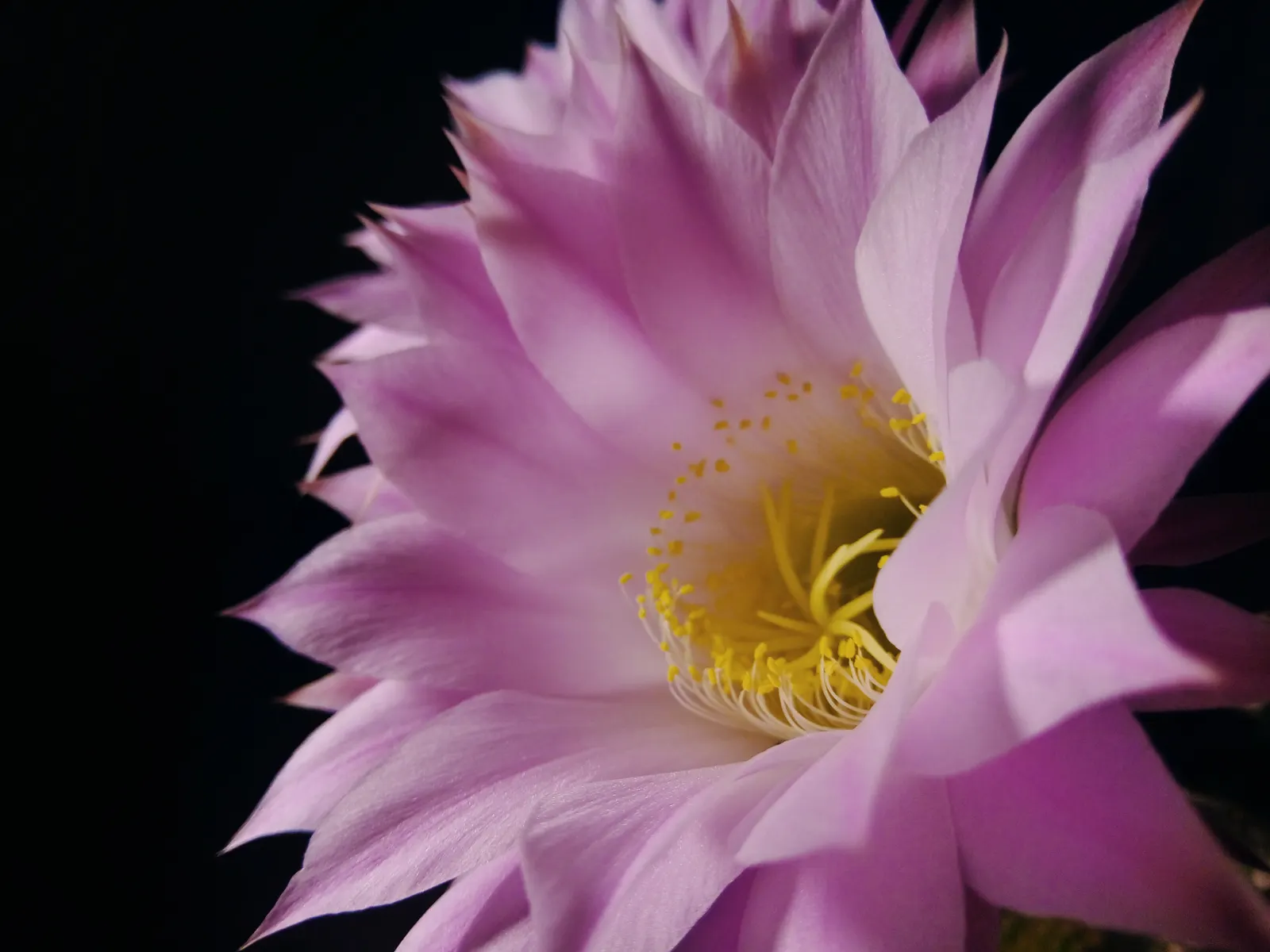 Easter Lily Cactus (Echinopsis Hybrid) — They require full sun, minimal water, and thrive in well-draining soil