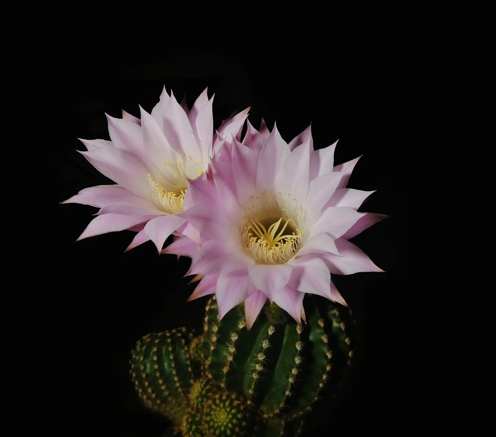 Easter Lily Cactus (Echinopsis Hybrid) — The Easter Lily Cactus (Echinopsis hybrid) is a prized perennial for arid landscapes; they require full sun, minimal