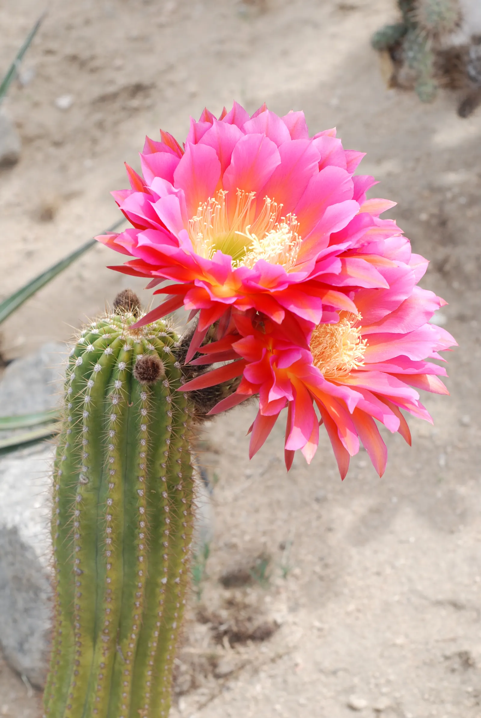 Easter Lily Cactus (Echinopsis Hybrid) — bringing a yearly spectacle of floral beauty to the warmer month landscapes; they require full sun, image 81