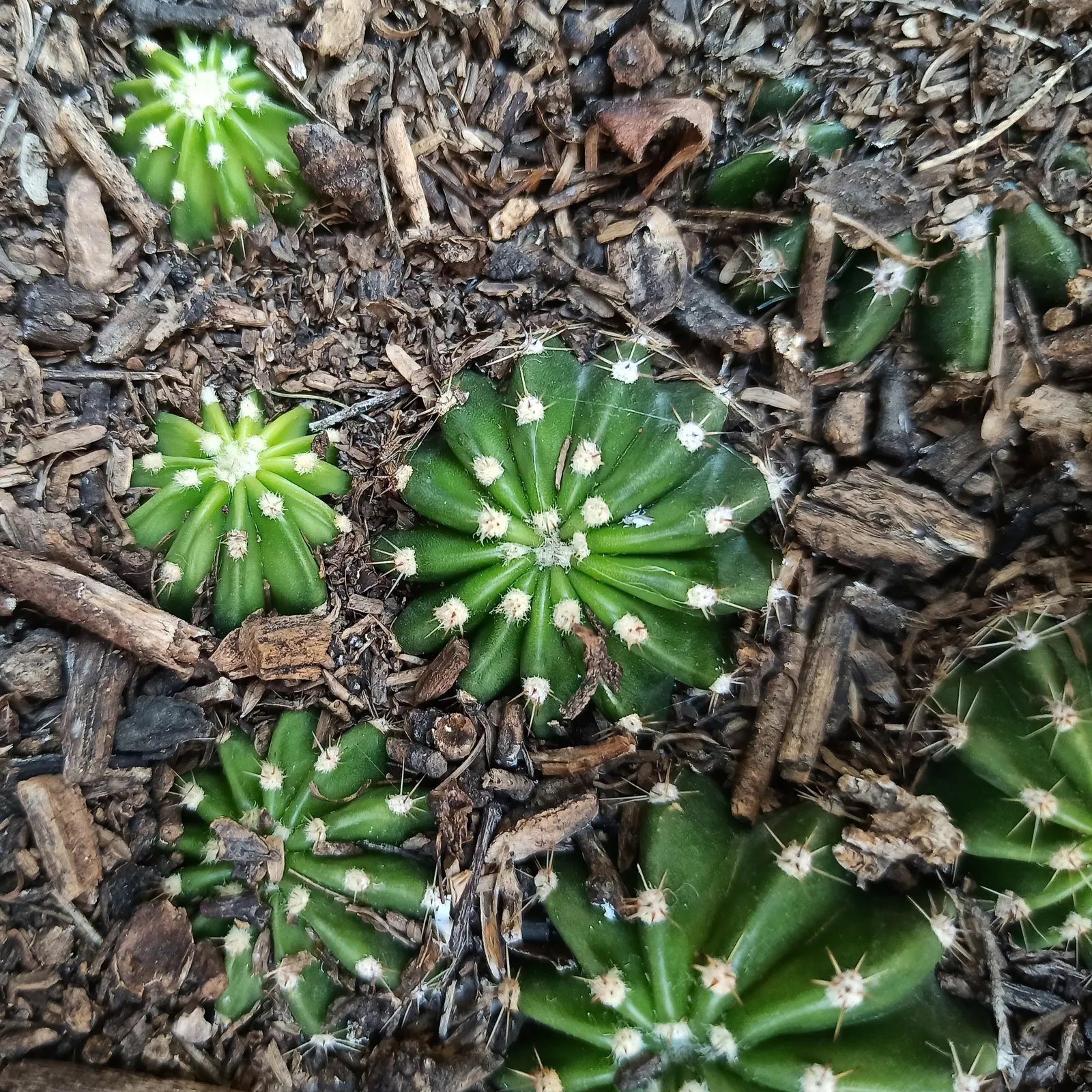 Easter Lily Cactus (Echinopsis Hybrid) — ideal for adding a touch of the exotic to any landscape