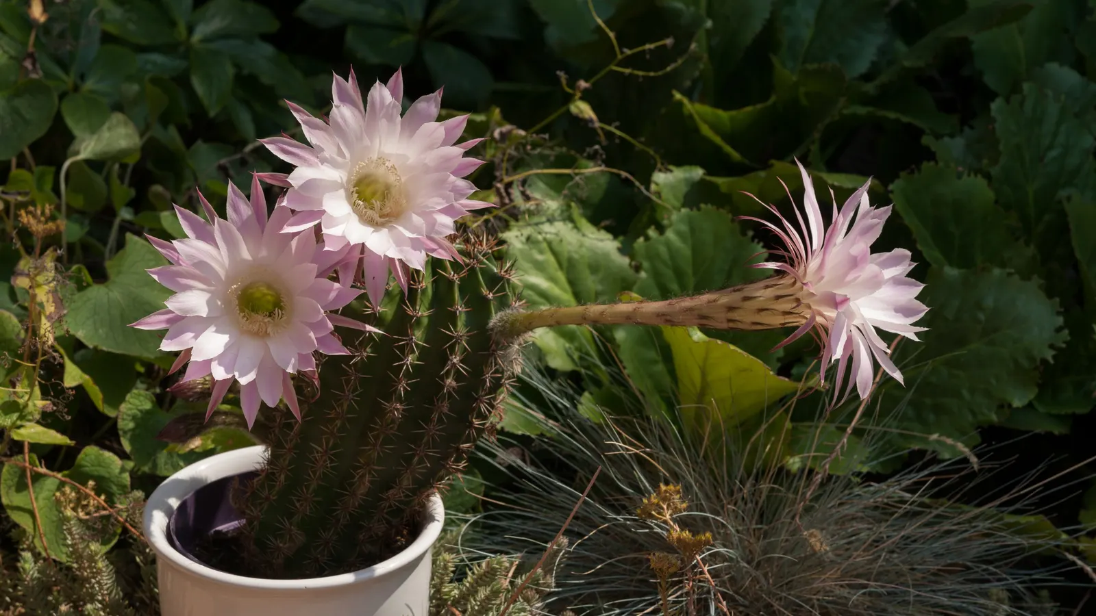 Easter Lily Cactus (Echinopsis Hybrid) — favoring full sun exposure for a minimum of six hours a day; they require full sun, minimal water, and thrive in