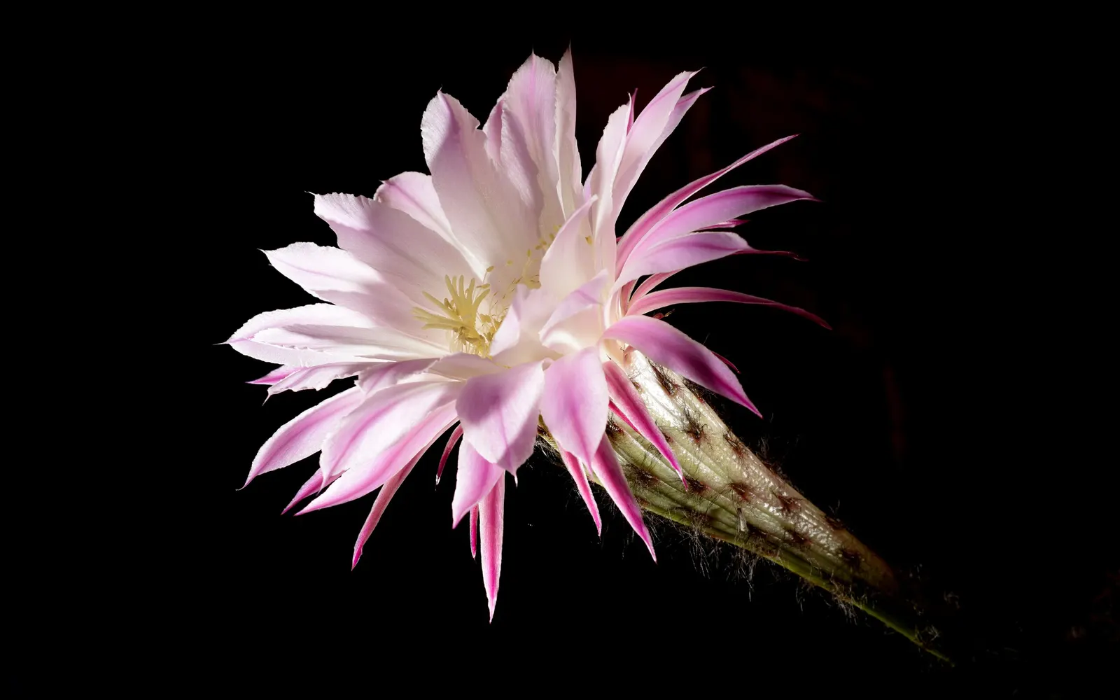 Easter Lily Cactus (Echinopsis Hybrid) — cactus with lavender and orange and pink and red and yellow blooms; these cacti require well-draining soil