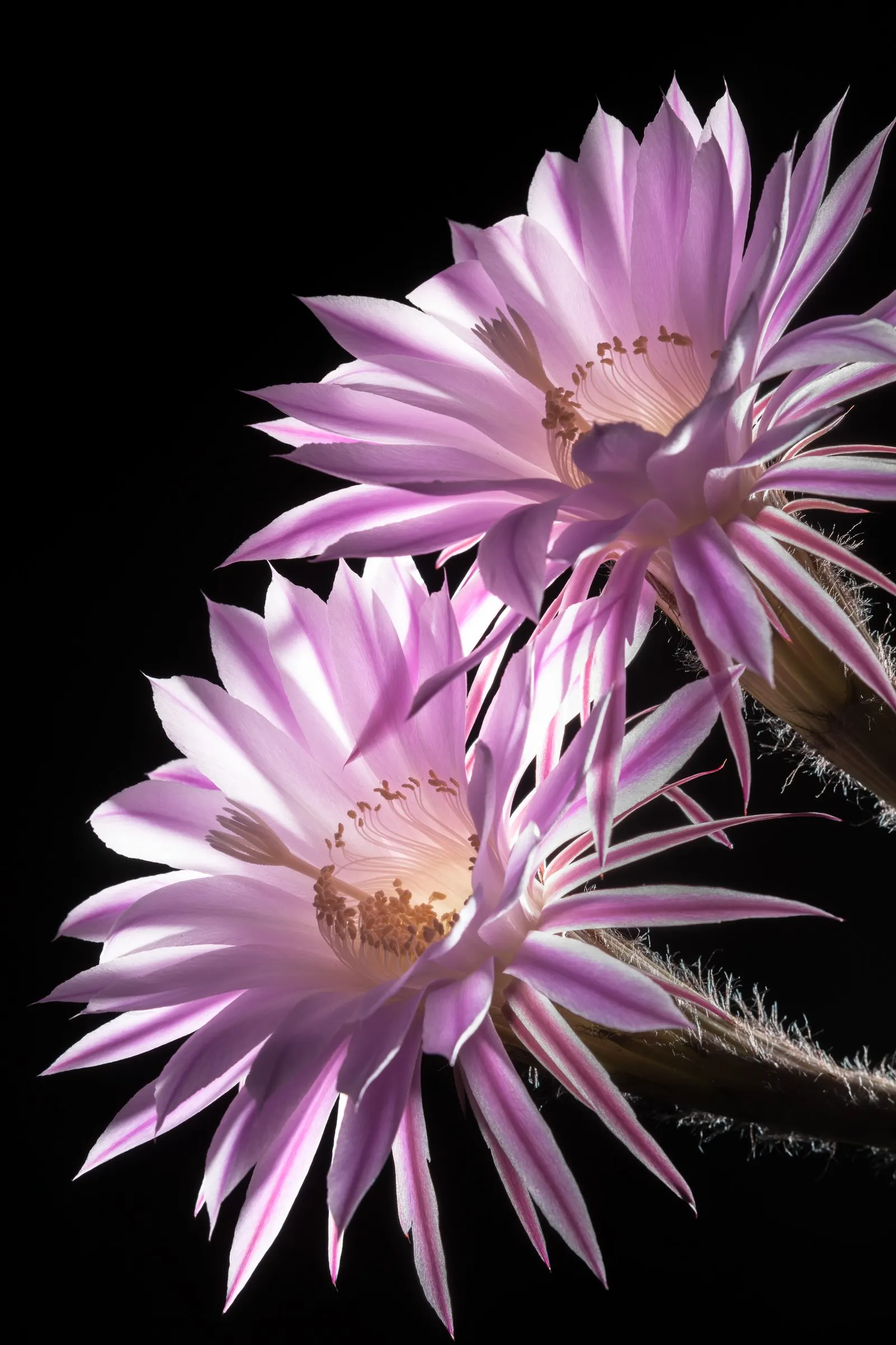 Easter Lily Cactus (Echinopsis Hybrid) — these cacti feature globular to cylindrical green stems reaching up to 3 feet in height; these cacti require