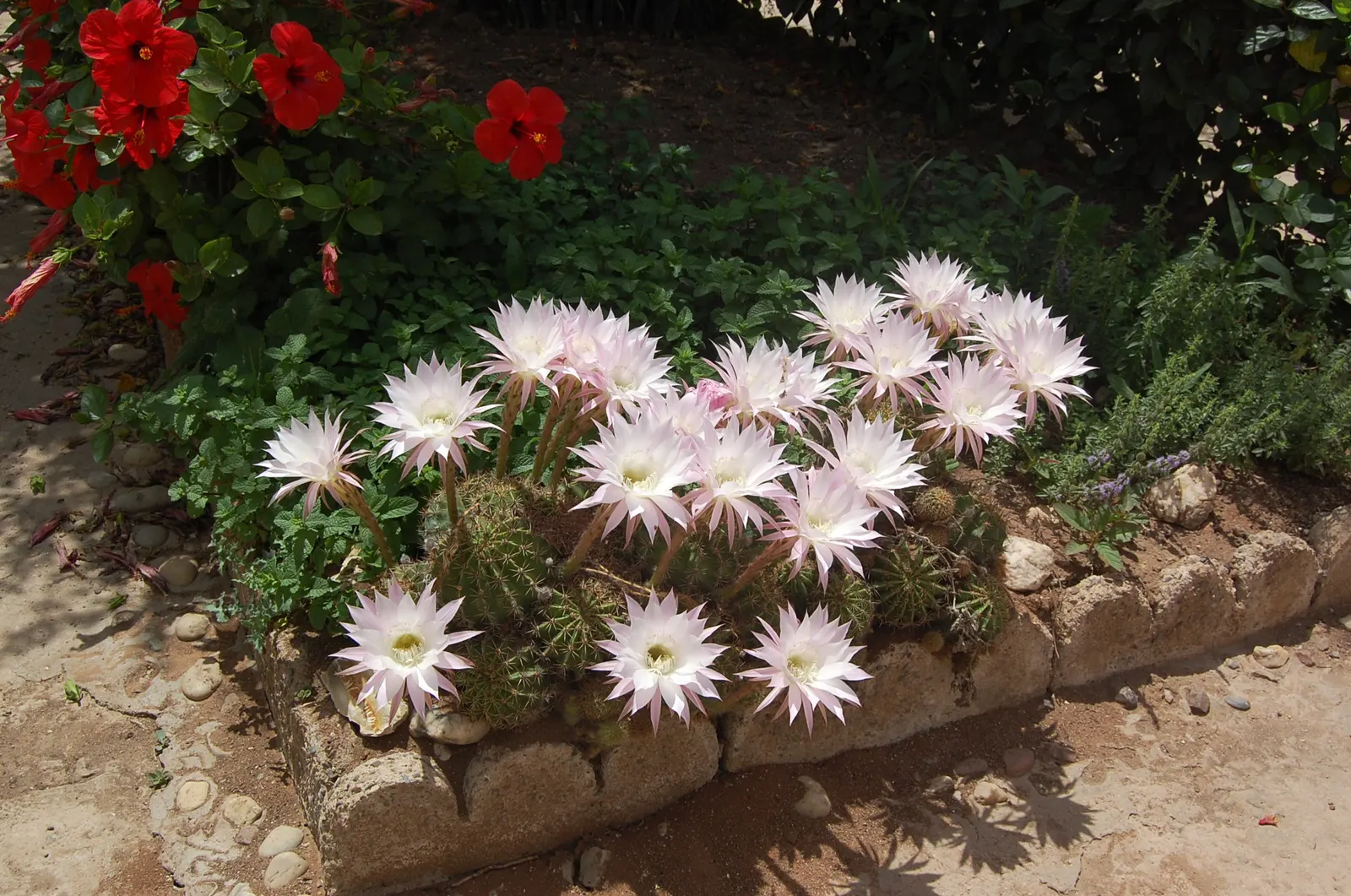Easter Lily Cactus (Echinopsis Hybrid) — typically during spring or early summer; each blossom can reach up to 6 to 8 inches in diameter, image 94