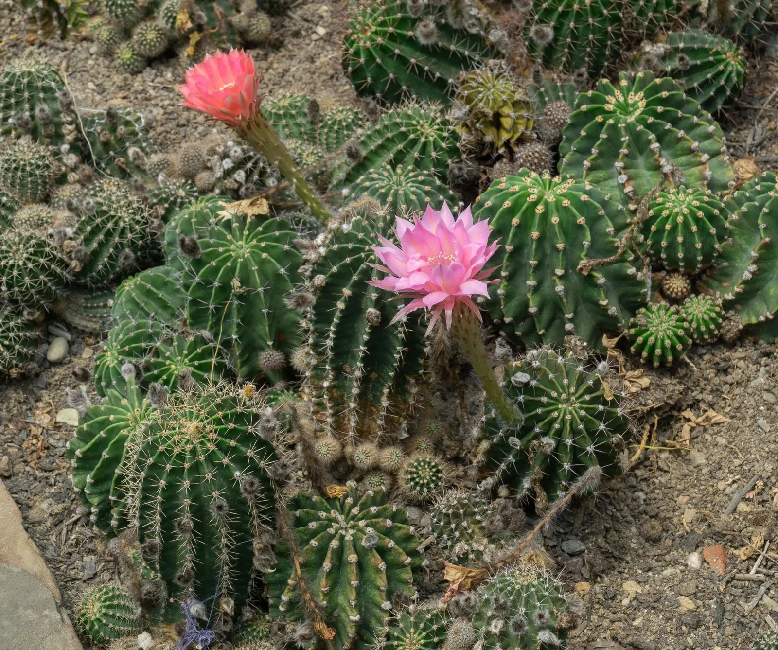 Easter Lily Cactus (Echinopsis Hybrid) — cactus with lavender and orange and pink and red and yellow blooms