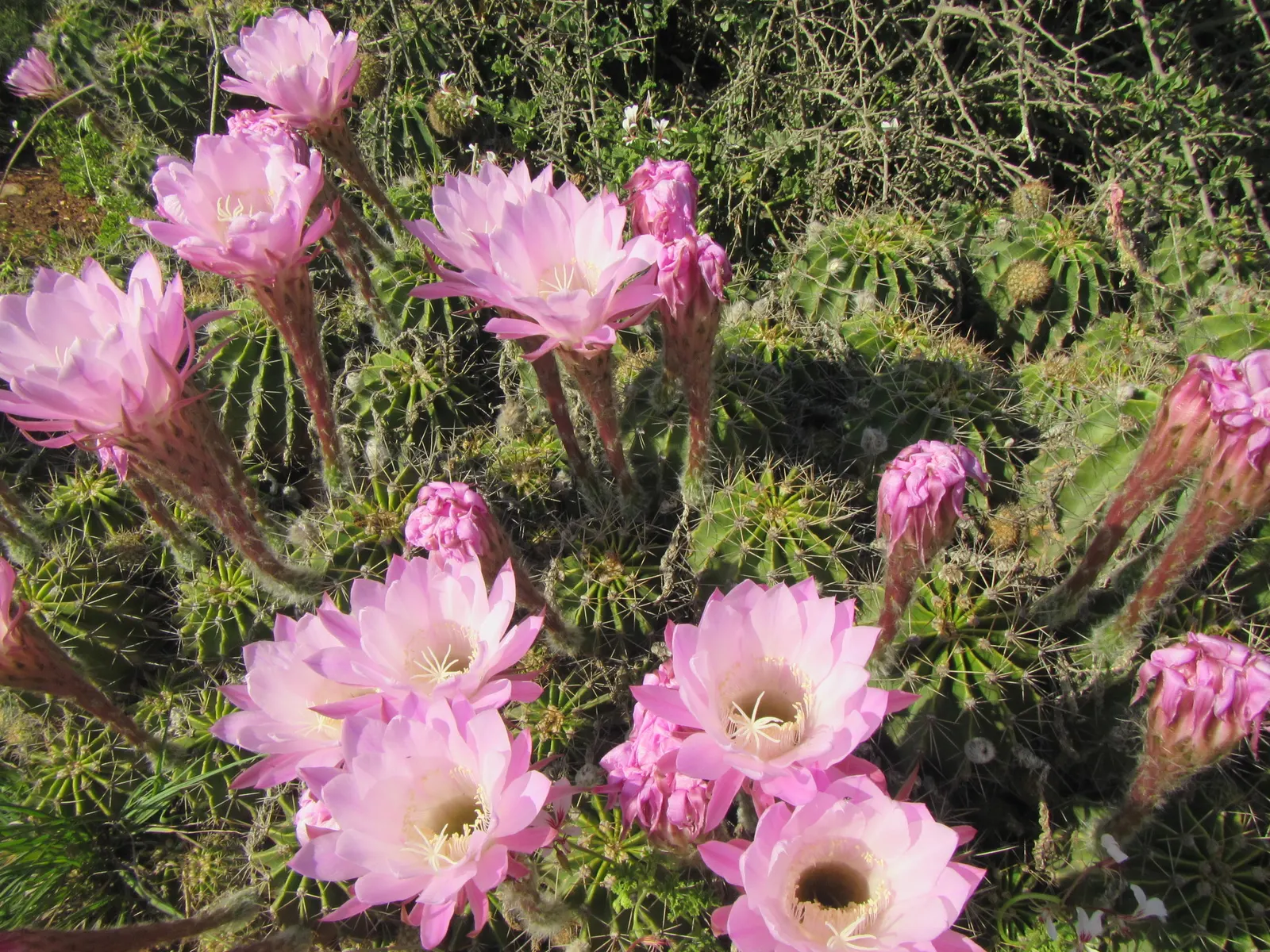 Easter Lily Cactus (Echinopsis Hybrid) — low-maintenance addition to their garden; these cacti require well-draining soil, image 79