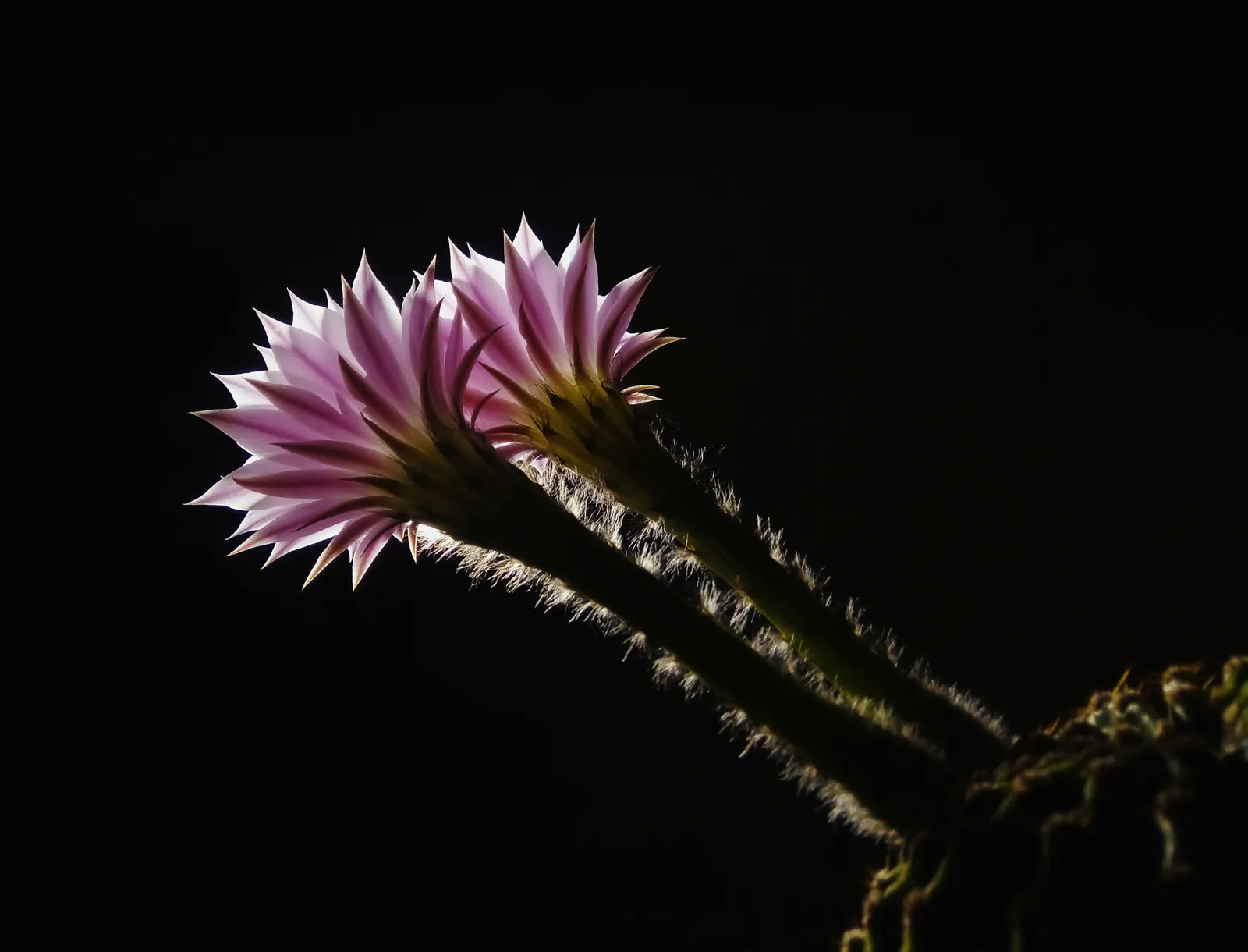 Easter Lily Cactus (Echinopsis Hybrid) — lavender and orange and pink and red and yellow flowers in the garden; each blossom can reach up to 6 to 8, image 82