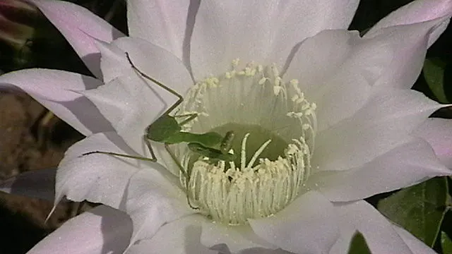 Easter Lily Cactus (Echinopsis Hybrid) — They require full sun, minimal water, and thrive in well-draining soil; bringing a yearly spectacle of, image 88