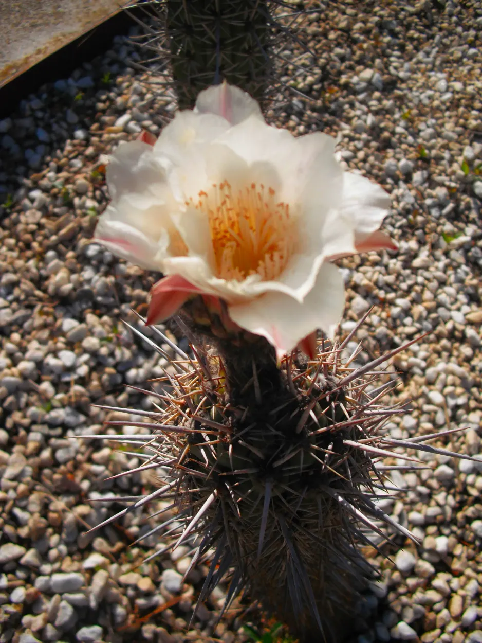 Easter Lily Cactus (Echinopsis Hybrid) — displaying a vibrant array of colors from pristine whites to soft pinks and even bold reds