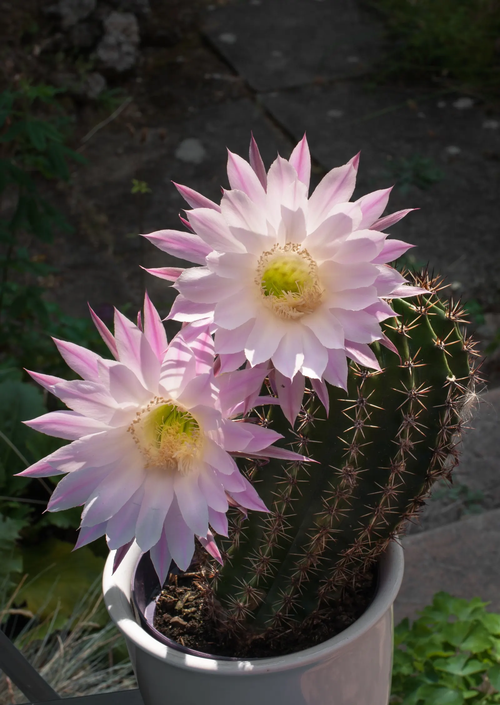 Easter Lily Cactus (Echinopsis Hybrid) — ideal for xeriscaping or rock gardens; each blossom can reach up to 6 to 8 inches in diameter, image 90