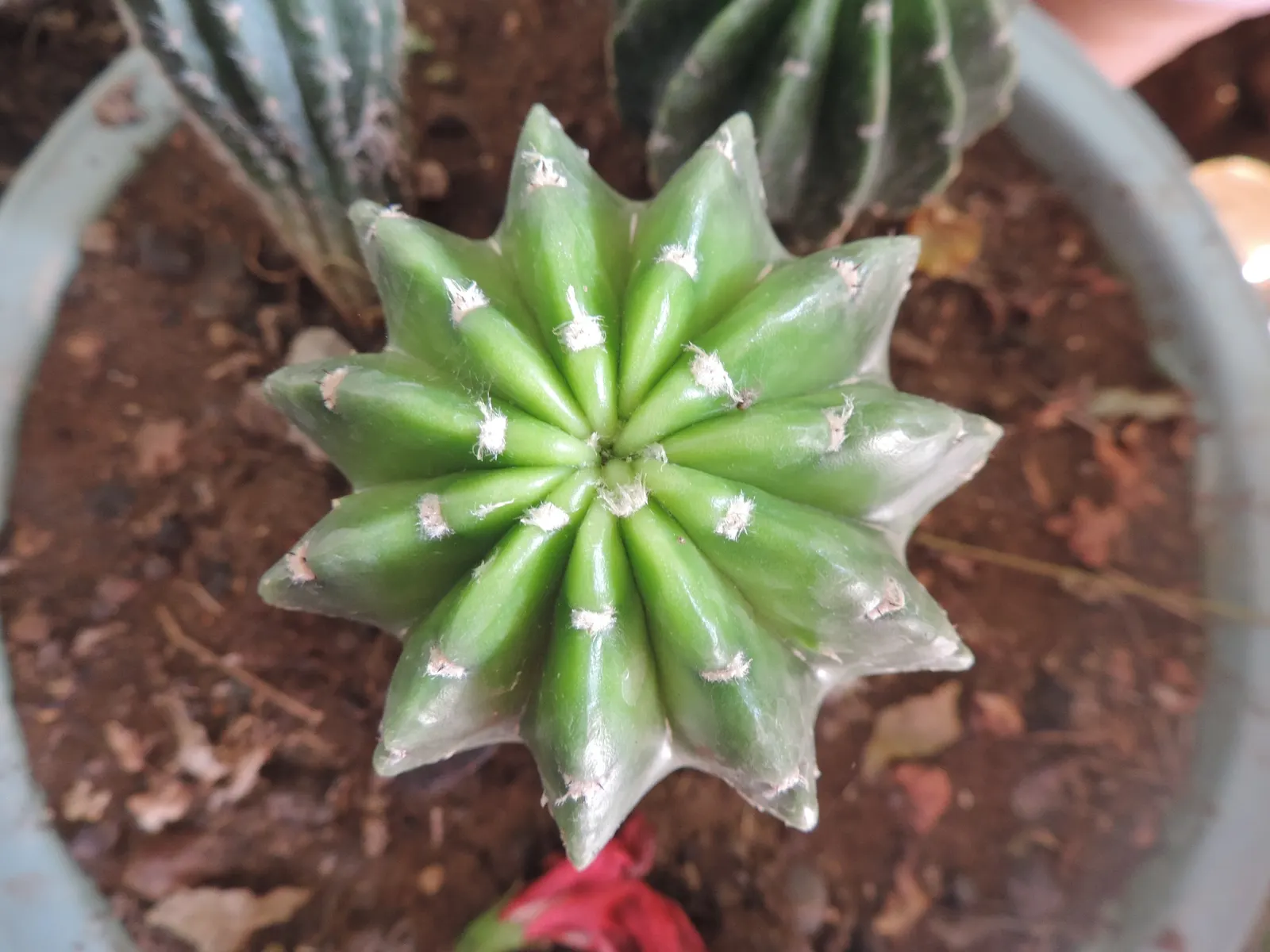 Easter Lily Cactus (Echinopsis Hybrid) — The Easter Lily Cactus (Echinopsis hybrid) is a prized perennial for arid landscapes