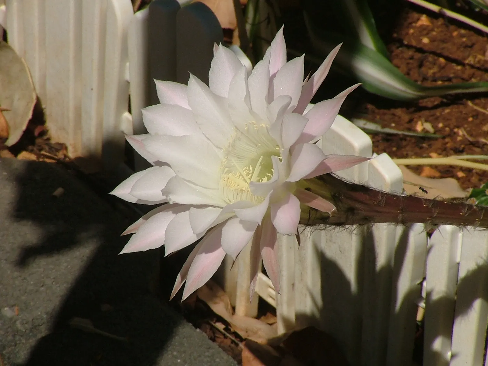 Easter Lily Cactus (Echinopsis Hybrid) — displaying a vibrant array of colors from pristine whites to soft pinks and even bold reds; bringing a yearly