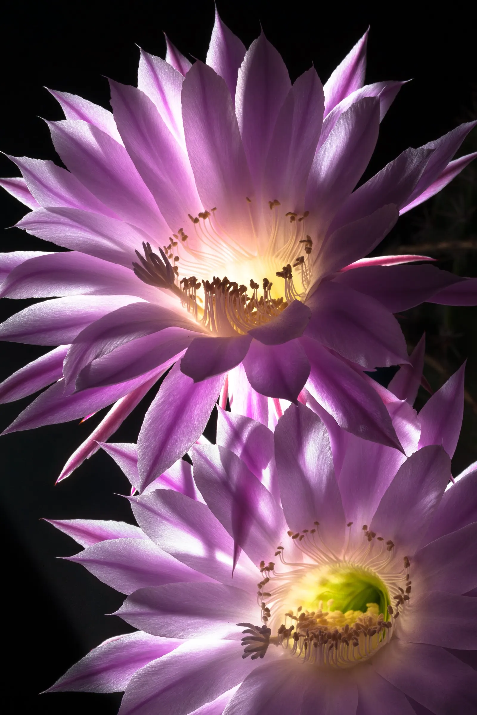 Easter Lily Cactus (Echinopsis Hybrid) — They exhibit a rapid growth rate in optimal conditions; bringing a yearly spectacle of floral beauty to the warmer