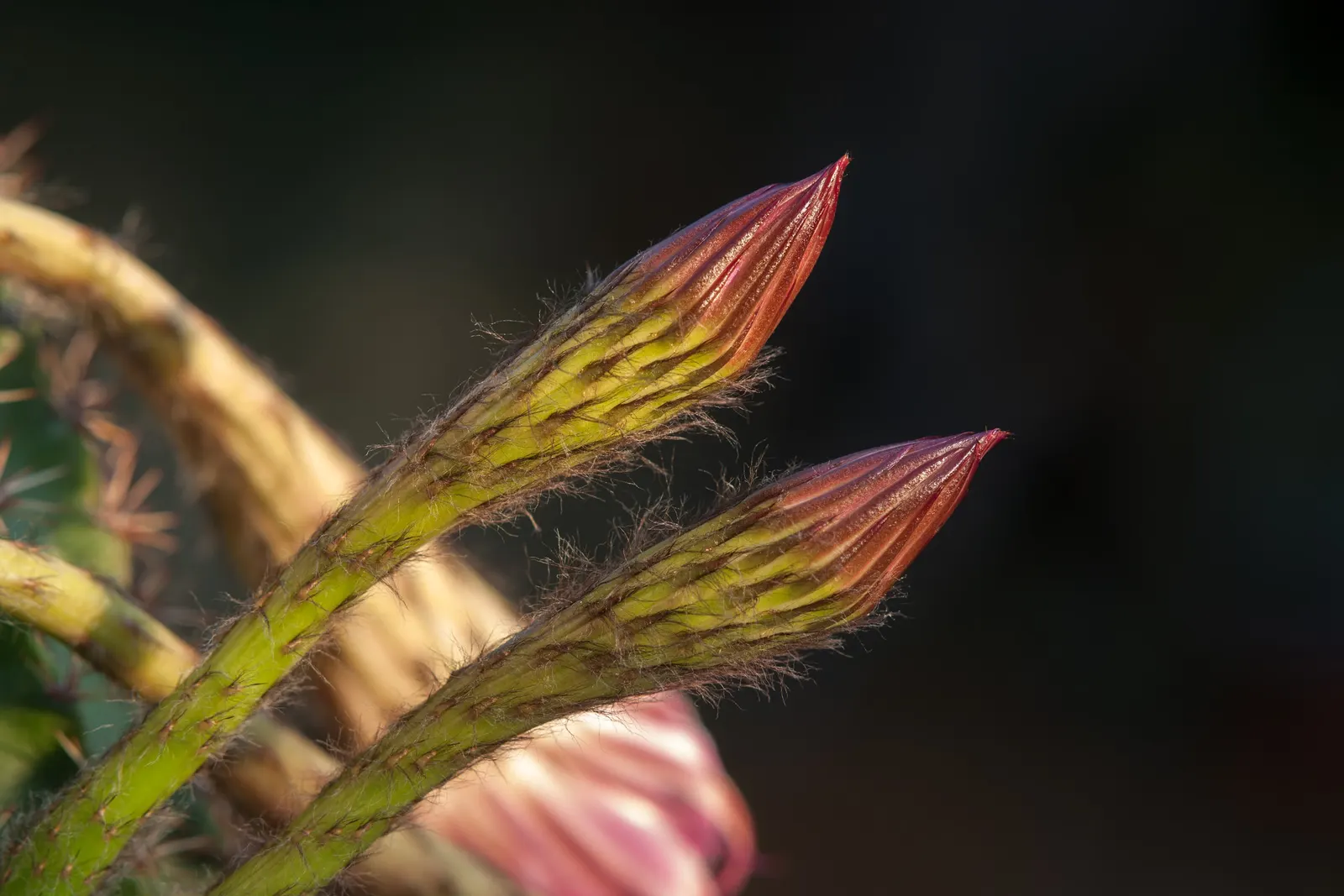 Easter Lily Cactus (Echinopsis Hybrid) — ideal for adding a touch of the exotic to any landscape; bringing a yearly spectacle of floral beauty to the warmer