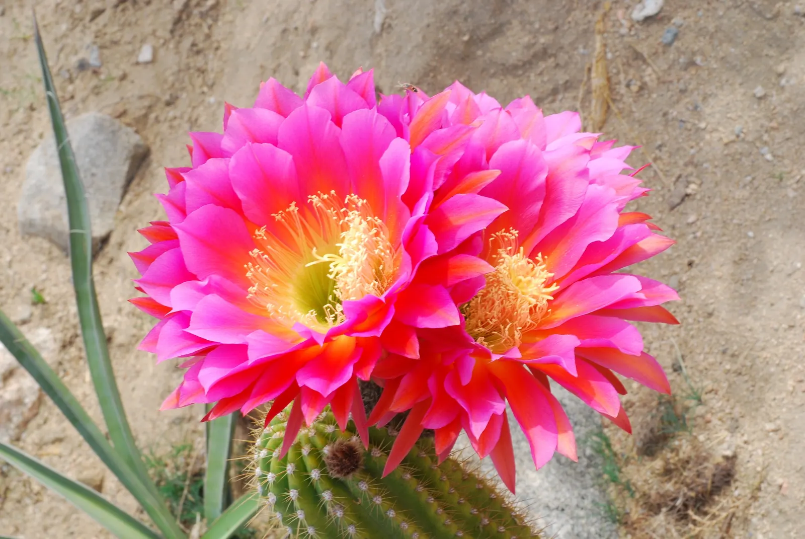 Easter Lily Cactus (Echinopsis Hybrid) — displaying a vibrant array of colors from pristine whites to soft pinks and even bold reds; bringing a, image 68