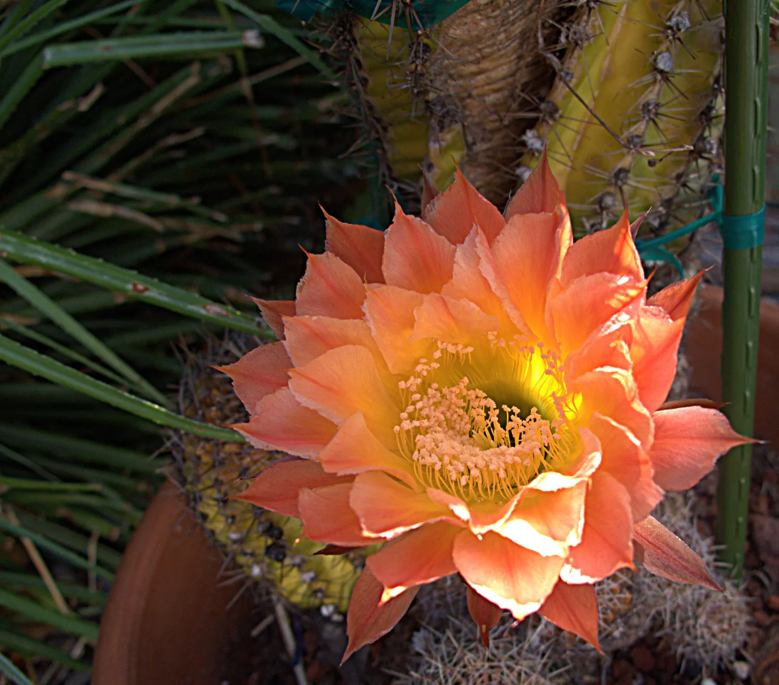Easter Lily Cactus (Echinopsis Hybrid) — cactus with lavender and orange and pink and red and yellow blooms; these cacti require well-draining soil, image 83