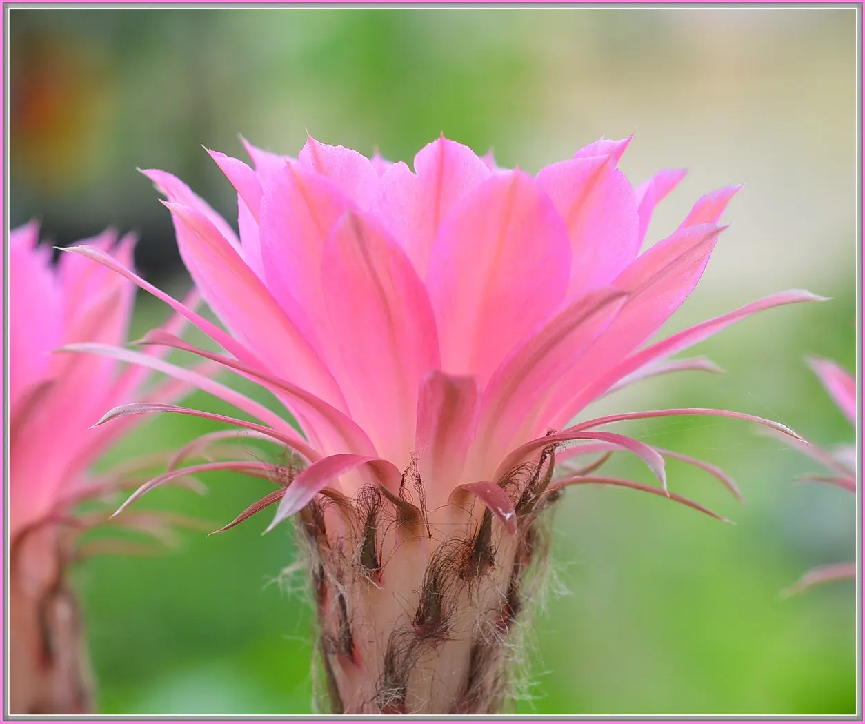 Easter Lily Cactus (Echinopsis Hybrid) — typically during spring or early summer; each blossom can reach up to 6 to 8 inches in diameter, image 66