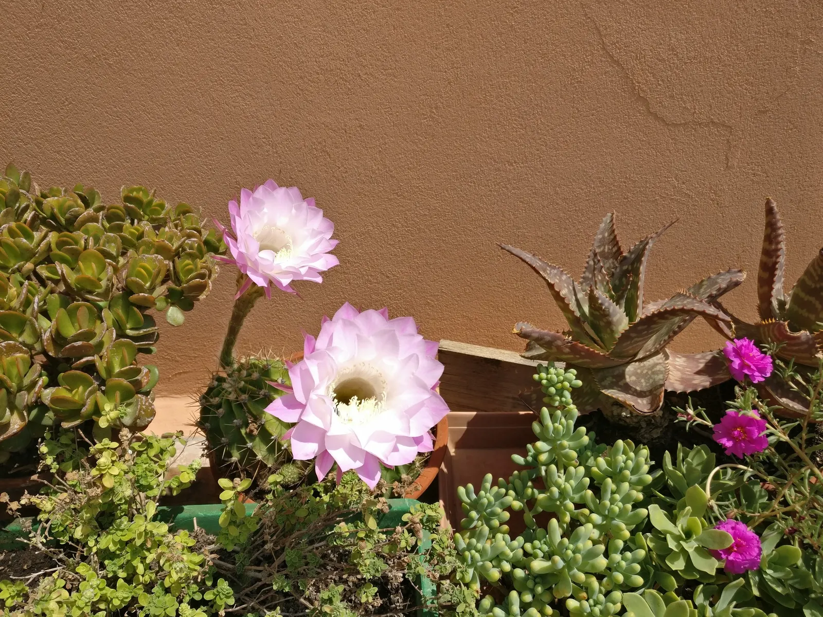Easter Lily Cactus (Echinopsis Hybrid) — ideal for adding a touch of the exotic to any landscape; bringing a yearly spectacle of floral beauty to, image 64