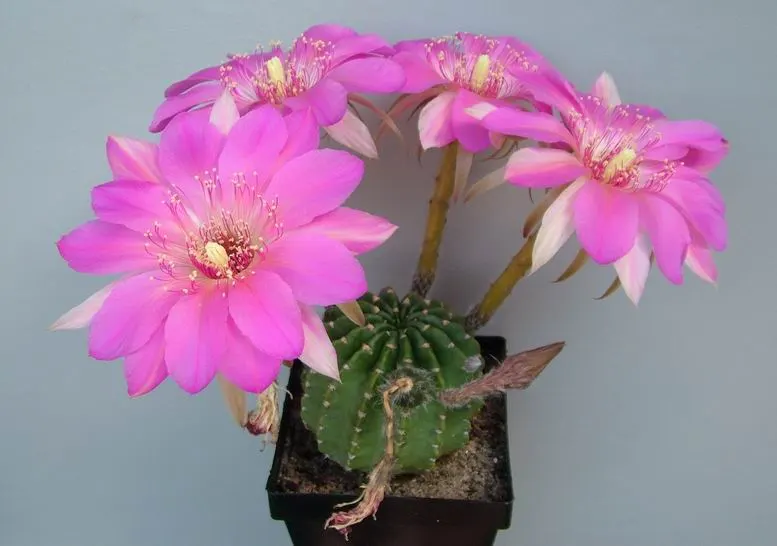 Easter Lily Cactus (Echinopsis Hybrid) — The Easter Lily Cactus is hardy down to around 20°F; they require full sun, minimal water, and thrive, image 77