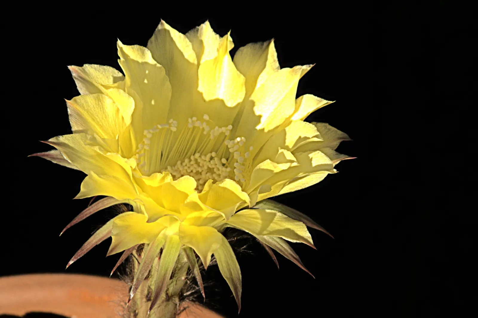 Easter Lily Cactus (Echinopsis Hybrid) — they create stunning visuals with low maintenance needs; they require full sun, minimal water, and thrive in
