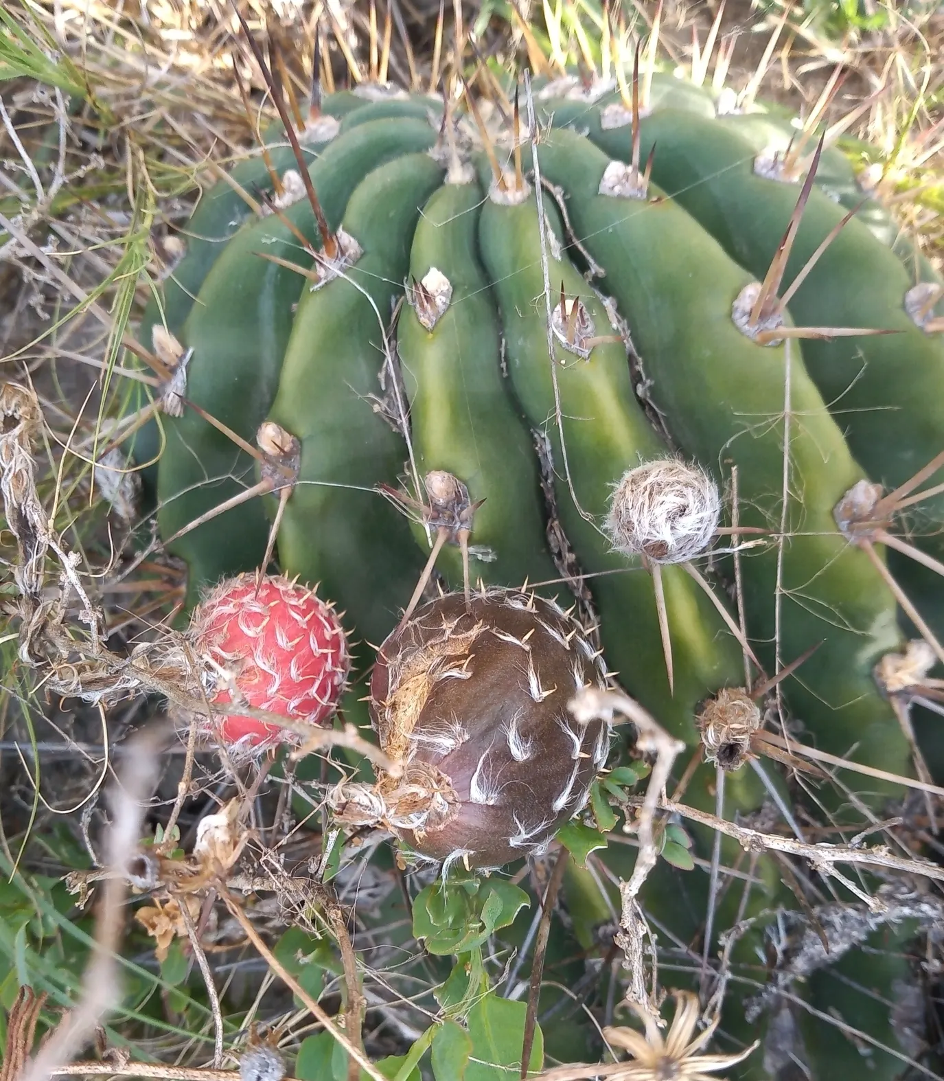 Easter Lily Cactus (Echinopsis Hybrid) — These cacti require well-draining soil