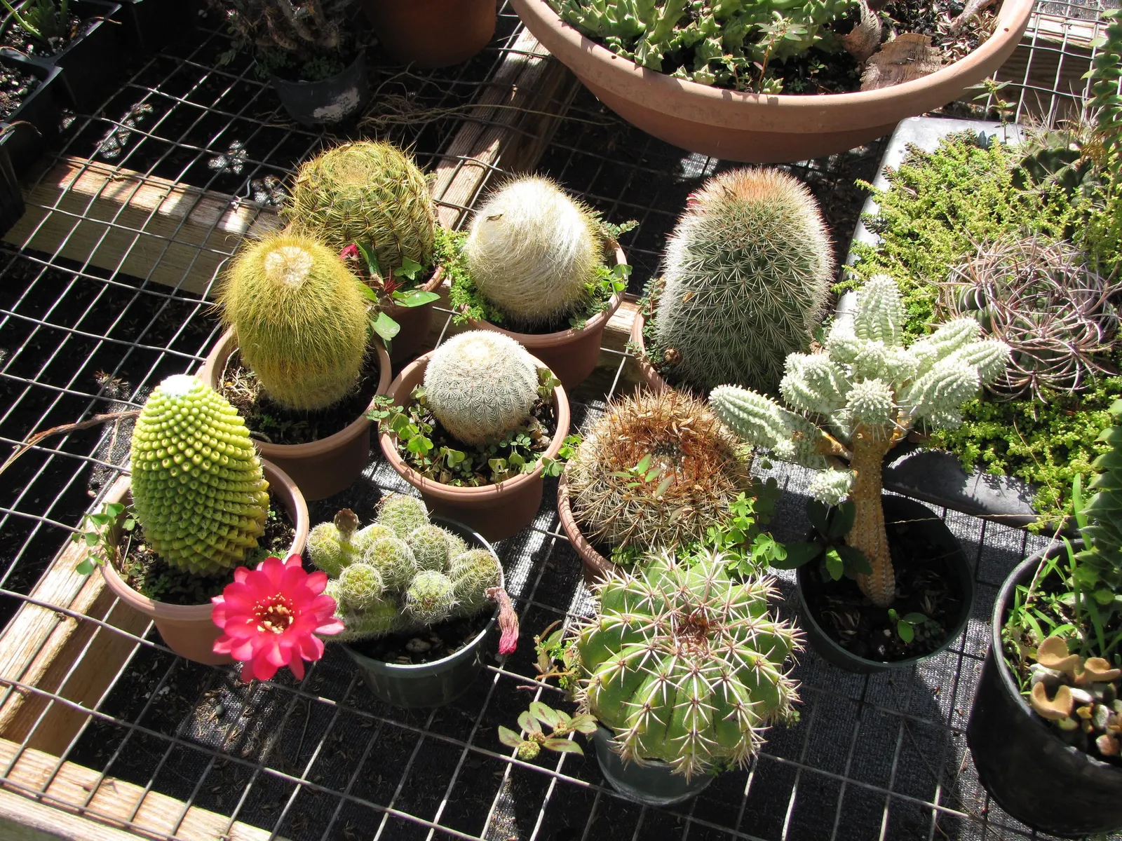 Easter Lily Cactus (Echinopsis Hybrid) — funnel-shaped flowers blooming in spring to summer; each blossom can reach up to 6 to 8 inches in diameter, image 86