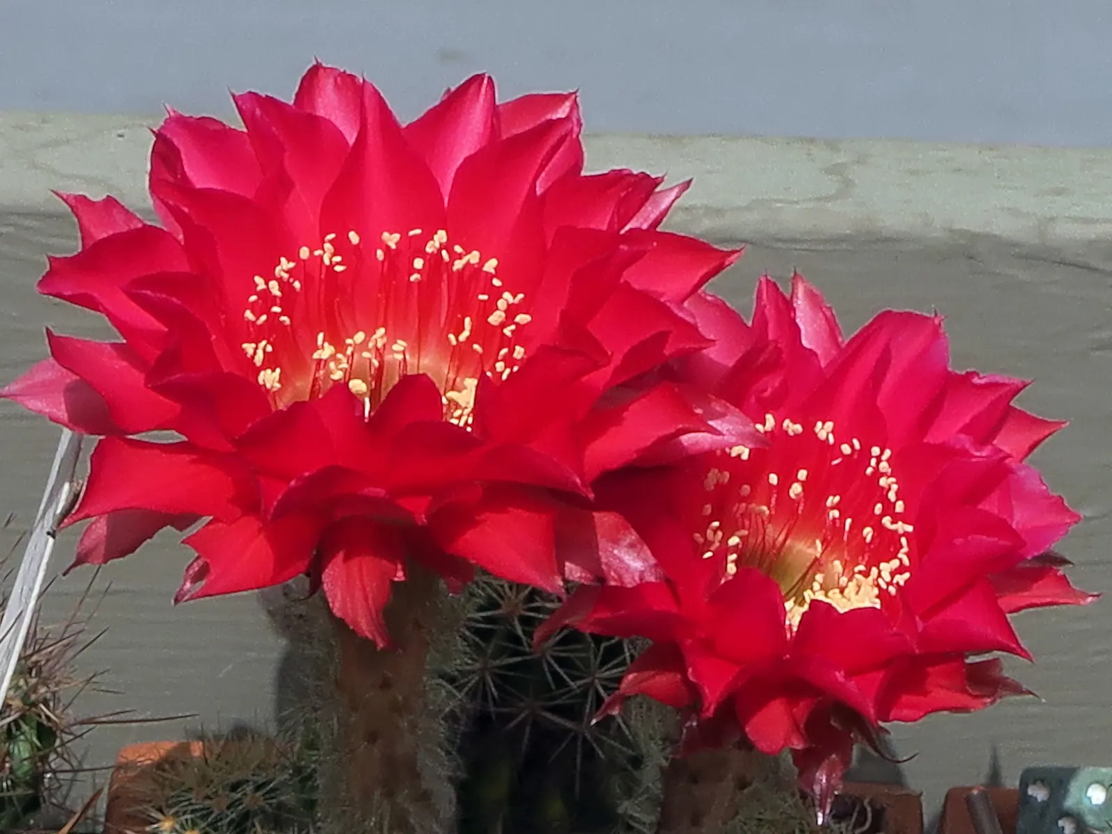 Easter Lily Cactus (Echinopsis Hybrid) — low-maintenance addition to their garden