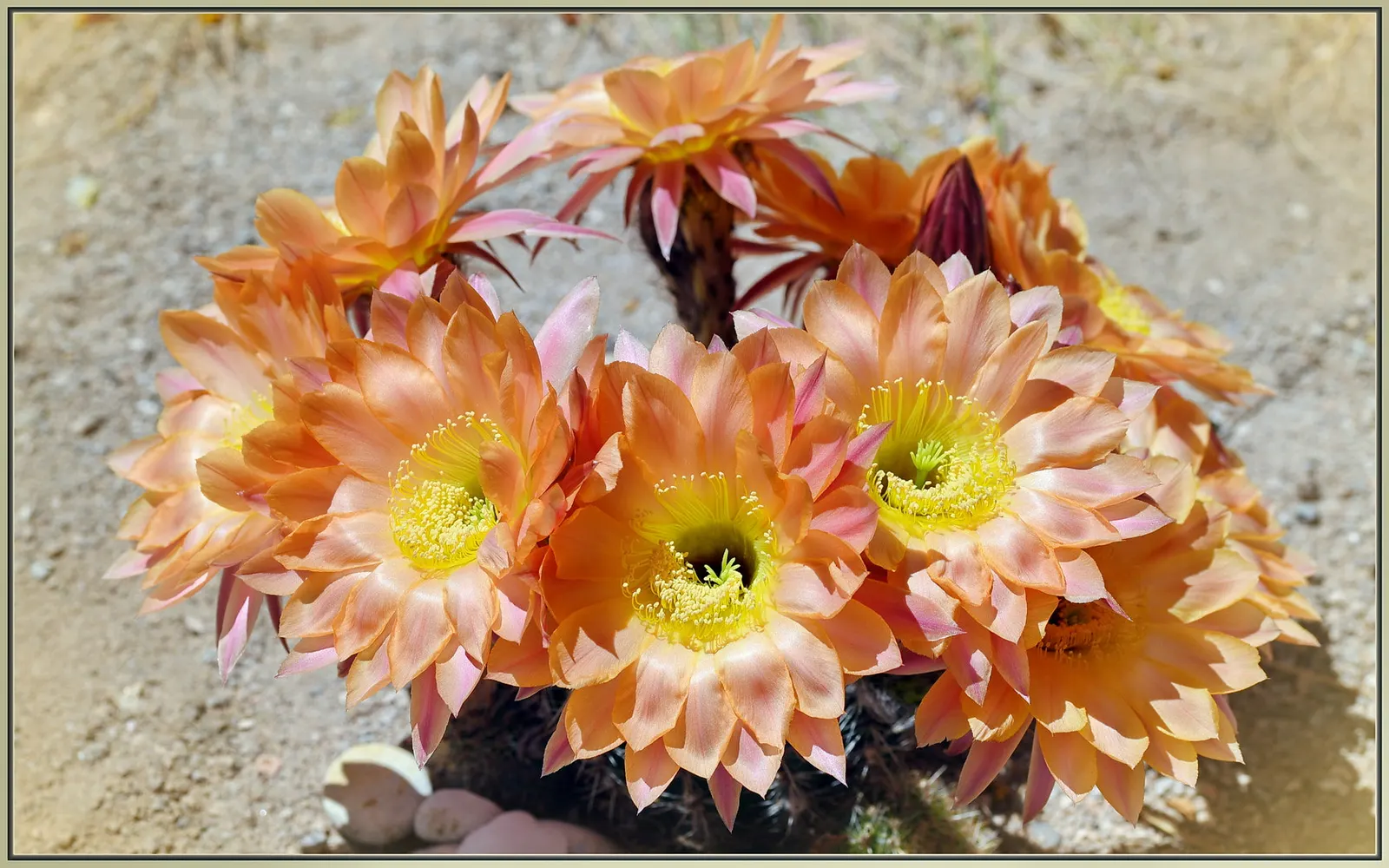 Easter Lily Cactus (Echinopsis Hybrid) — An intriguing feature of this cactus is its remarkably showy flowers that bloom brilliantly; they require full sun