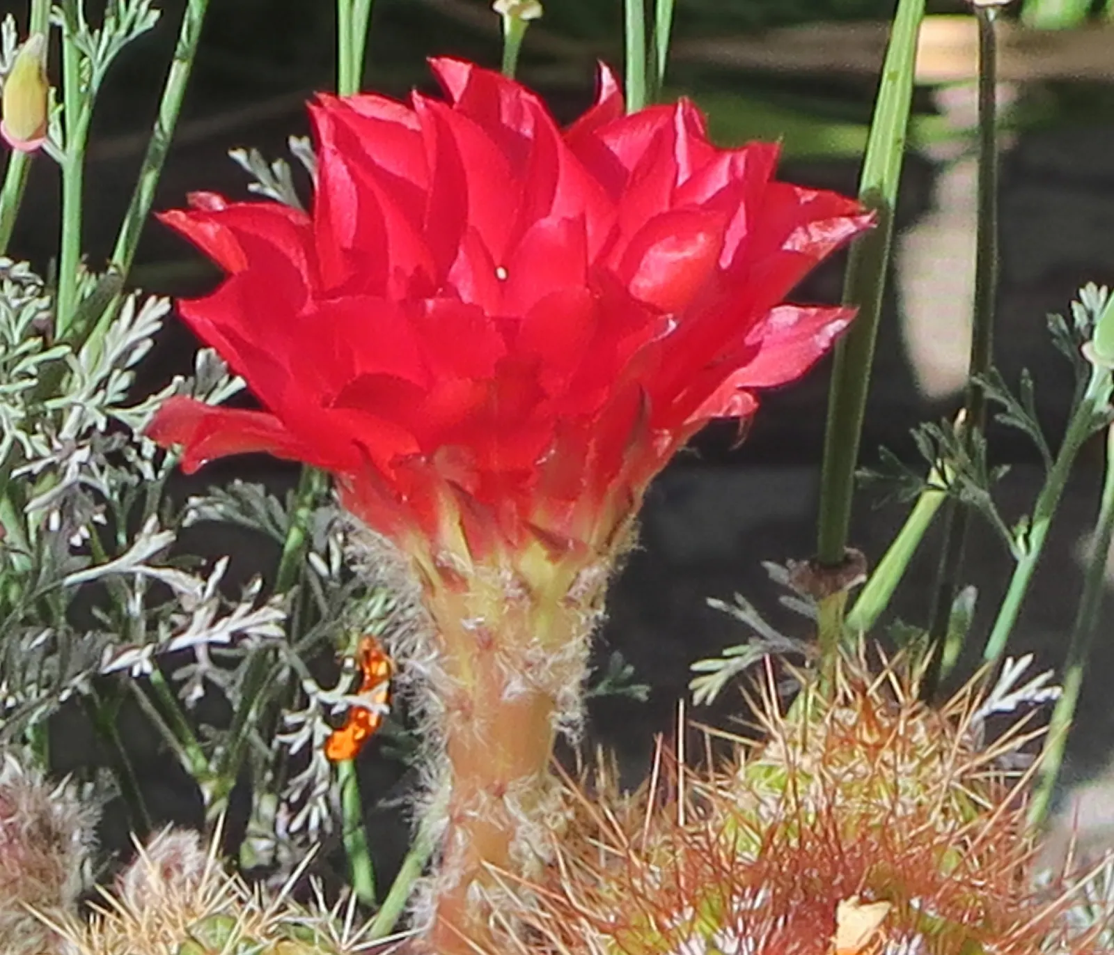Easter Lily Cactus (Echinopsis Hybrid) — An intriguing feature of this cactus is its remarkably showy flowers that bloom brilliantly; they require, image 93