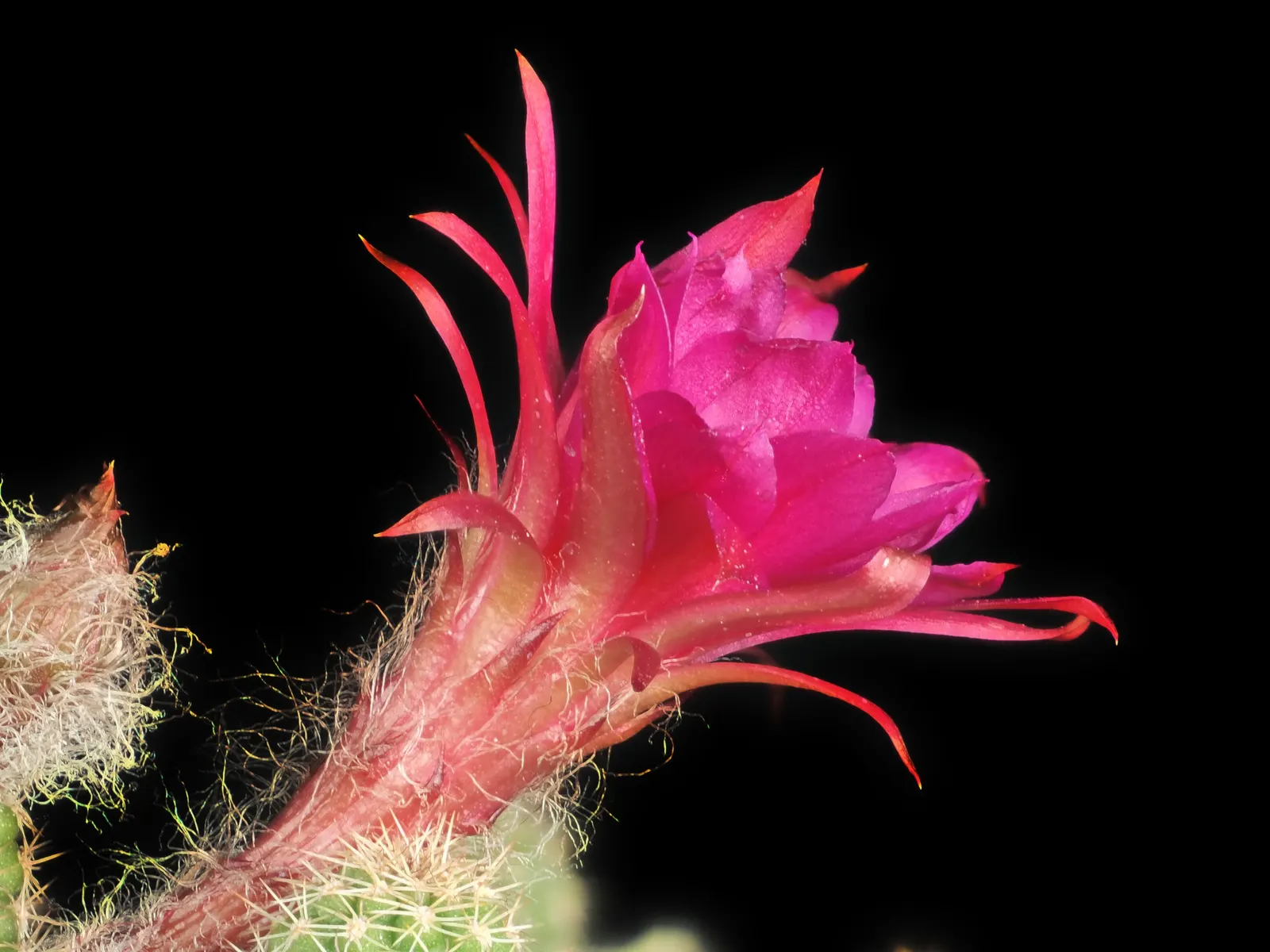 Easter Lily Cactus (Echinopsis Hybrid) — these cacti feature globular to cylindrical green stems reaching up to 3 feet in height