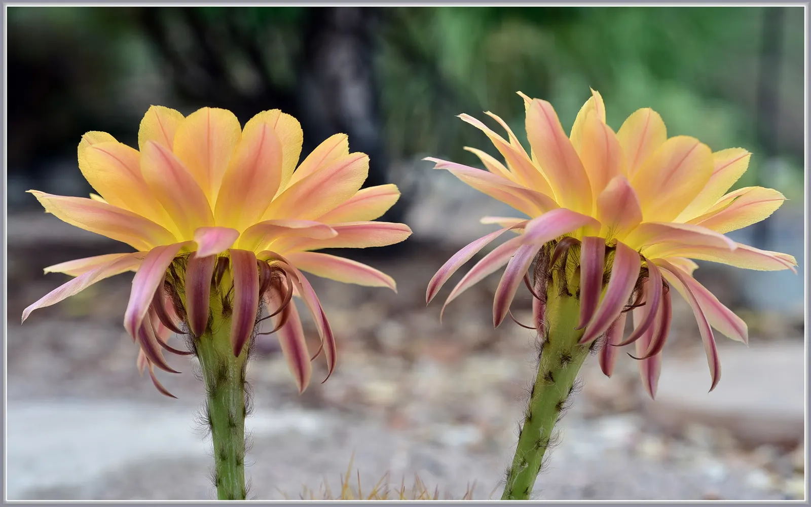 Easter Lily Cactus (Echinopsis Hybrid) — cactus for full or half