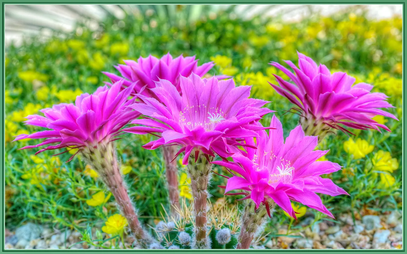 Easter Lily Cactus (Echinopsis Hybrid) — Each blossom can reach up to 6 to 8 inches in diameter