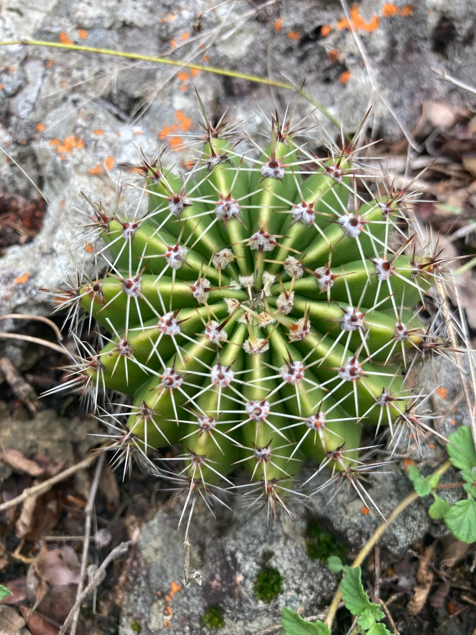 Easter Lily Cactus (Echinopsis Hybrid) — Easter Lily Cacti are generally globular to columnar in shape; these cacti require well-draining soil, image 71