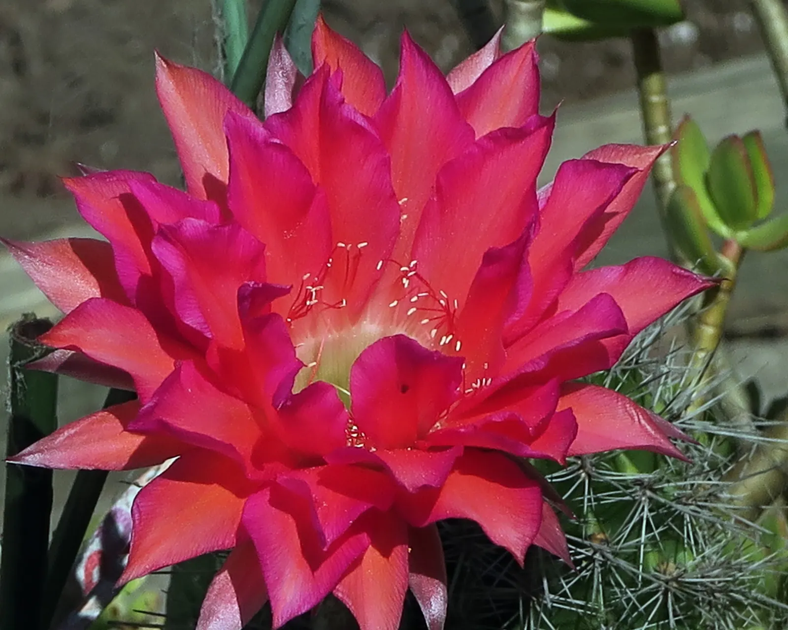 Easter Lily Cactus (Echinopsis Hybrid) — funnel-shaped flowers blooming in spring to summer; each blossom can reach up to 6 to 8 inches in diameter, image 58